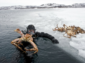 Invasores letales: El cangrejo gigante de Kamchatka