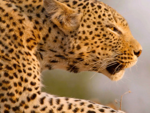 Cazadores de África: La última batalla del leopardo
