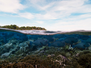 Planeta Azul II: Las profundidades