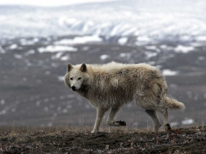 Lobos blancos: Fantasmas del Ártico