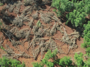 La vida secreta de los...: Madagascar: el bosque de los espíritus