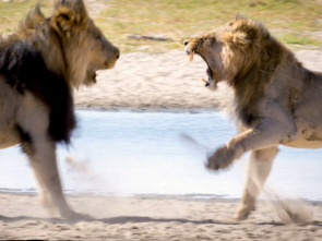 Leones del Kalahari: los reyes del desierto