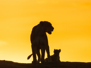 Leones contra hienas: Duelo de cazadores