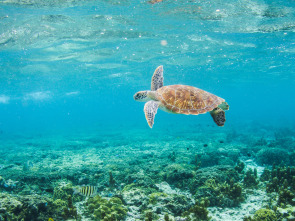 La Gran Barrera de Coral: la próxima generación