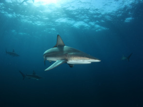Planeta tiburón: Entornos extremos