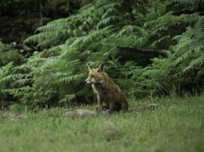 Secretos de los Pirineos: El oso