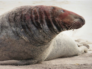 Las focas de la isla Sable