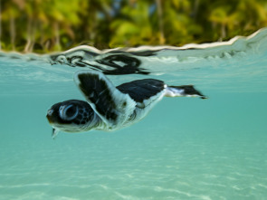 Australia: La Gran Barrera de Coral en peligro 