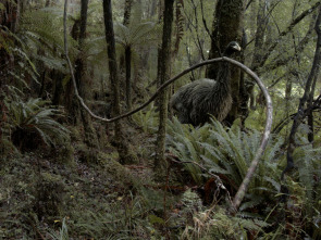 El misterio de las aves prehistóricas