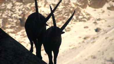 El mejor de los mundos, la vida en las cumbres alpinas