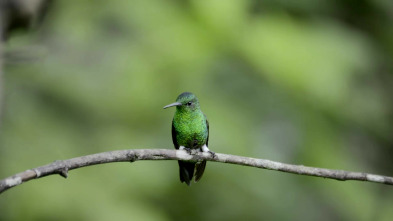 En la Colombia salvaje: La odisea del colibrí