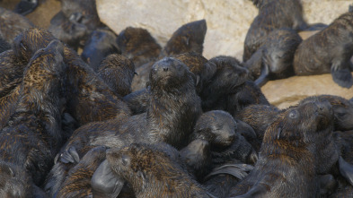 Maravillas...: Lobos Marinos del Cabo