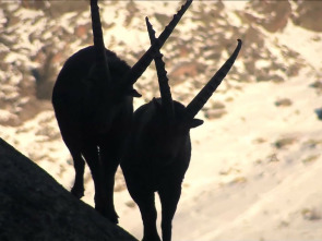 El mejor de los mundos, la vida en las cumbres alpinas