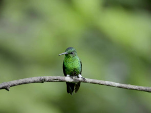 En la Colombia salvaje: La odisea del colibrí