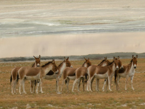 Dentro de lo...: El dilema de un Oso Perezoso