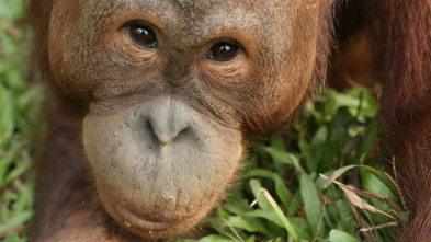 Escuela de orangutanes: Nacido para ser salvaje