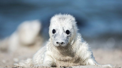 Tiernas y salvajes: adorables crías animales