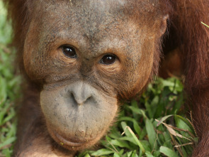 Escuela de orangutanes: Dilla y Delilah