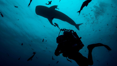 Shark with Steve...: Sharks of the North Atlantic