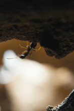 Le royaume des fourmis