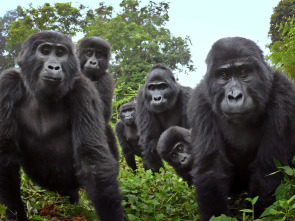 Cameras Espions en Terre Animale