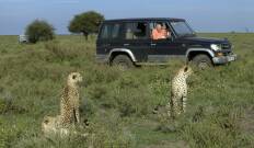 Guerras felinas: leones contra guepardos