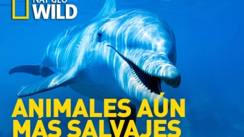 Animales aún más salvajes