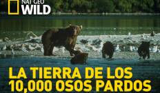 La tierra de los 10,000 osos pardos