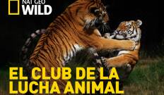 El club de la lucha animal
