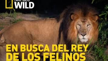 En busca del rey de los felinos