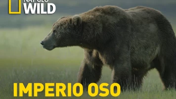 Imperio oso