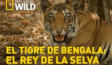 El tigre de Bengala: el rey de la selva