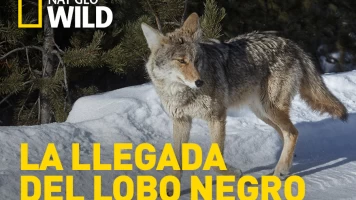 La llegada del lobo negro