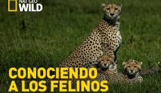 Conociendo a los felinos