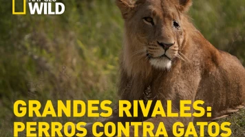 Grandes rivales: perros contra gatos