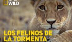 Los felinos de la tormenta