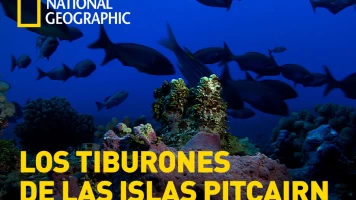 Los tiburones de las islas Pitcairn