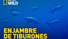 Enjambre de tiburones