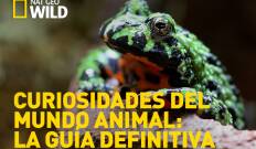 Curiosidades del mundo animal: la guía definitiva