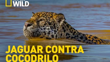 Jaguar contra cocodrilo