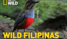Wild Filipinas