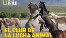 El club de la lucha animal