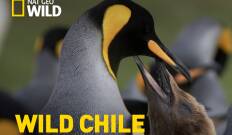 Wild Chile