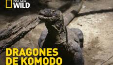 Dragones de Komodo