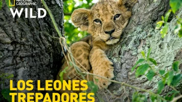 Los leones trepadores