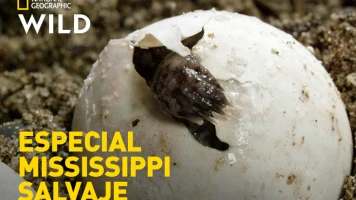 Especial Mississippi salvaje