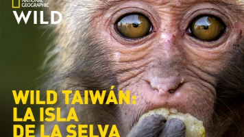 Wild Taiwán: la isla de la selva