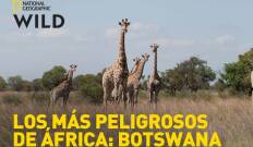 Los más peligrosos de África: Botswana