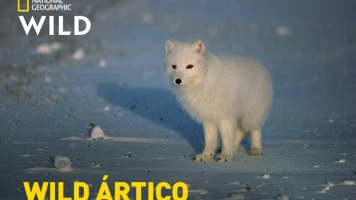 Wild Ártico