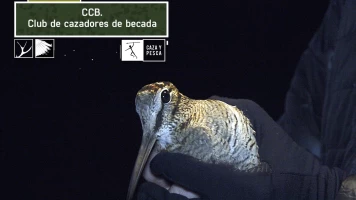 CCB: Club de Cazadores de Becada